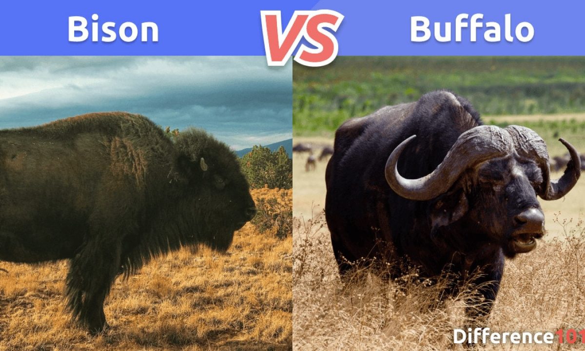 Bison vs. Comparison, Differences & Similarities Difference 101