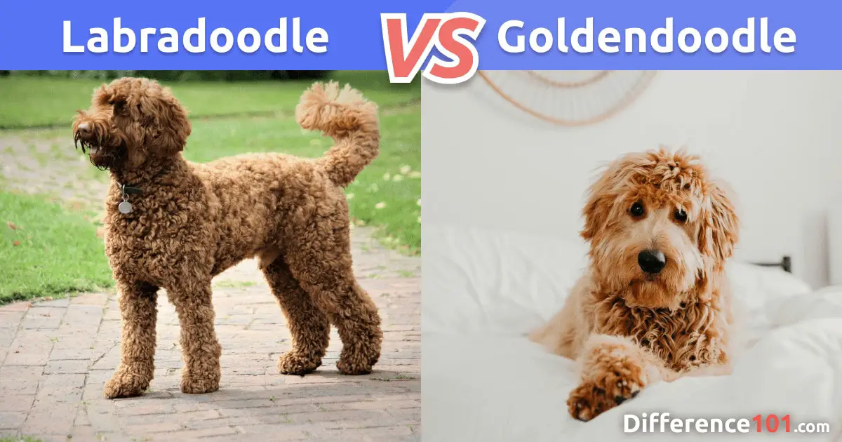 Labradoodle x Goldendoodle: Comparação, Diferenças, Semelhanças e Perguntas Frequentes