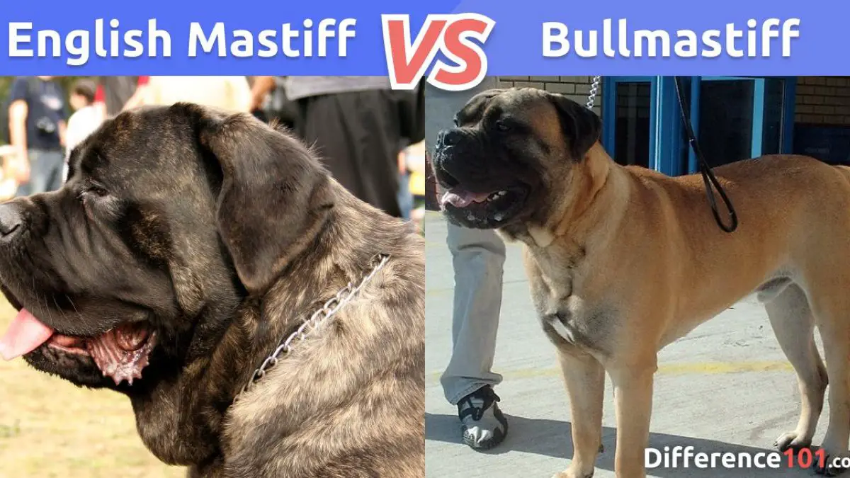 English Mastiff Vs Bullmastiff What S The Difference Difference 101
