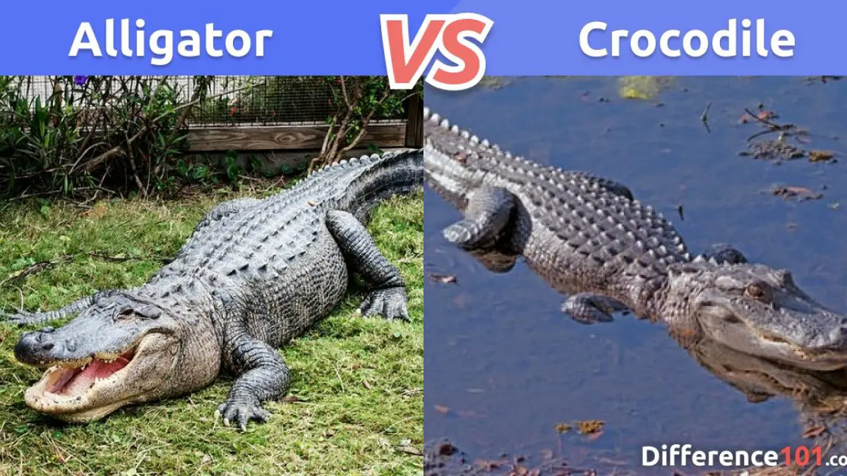 Alligator vs Crocodile Size, Pros & Cons - 6 Differences | Difference 101