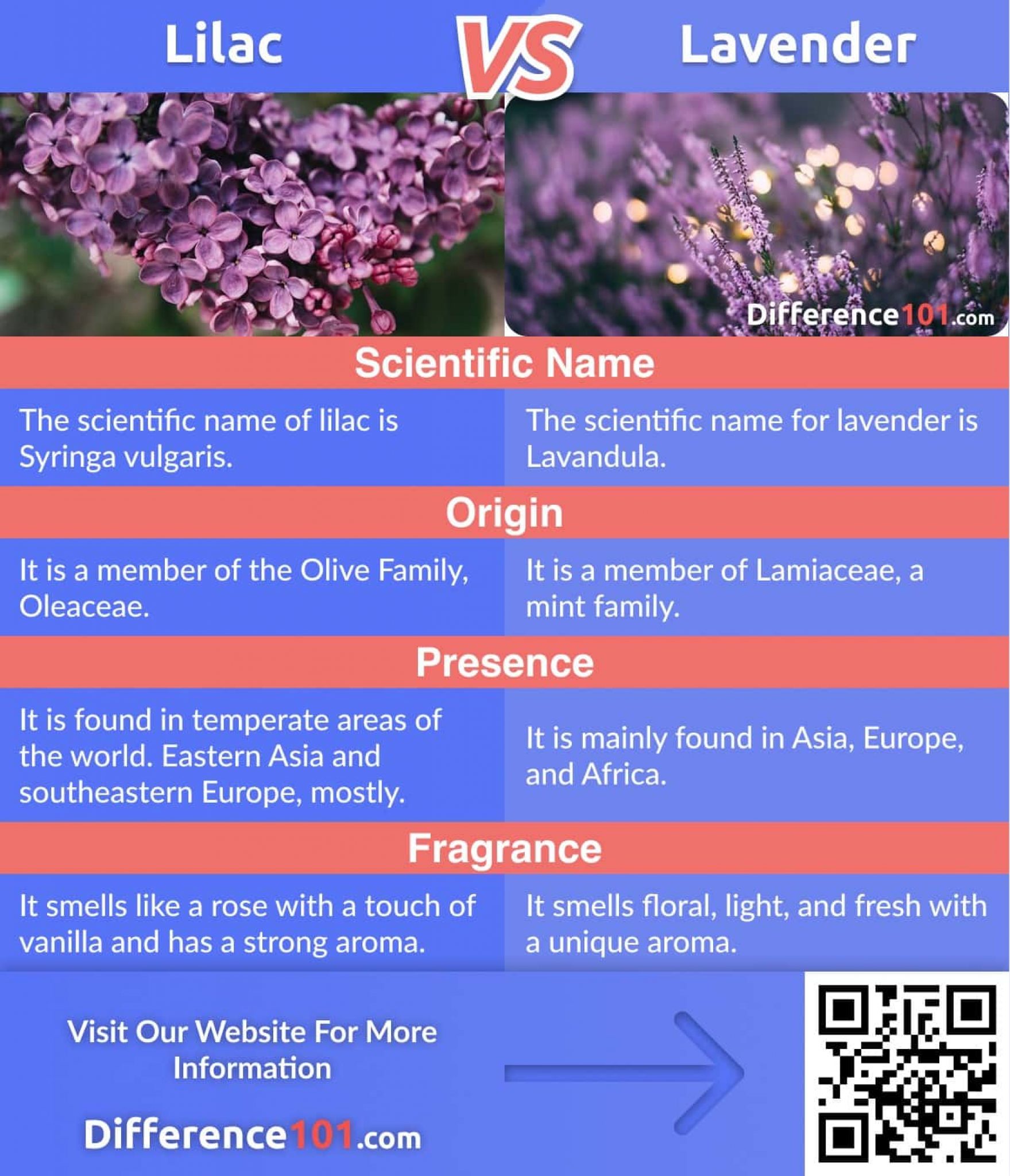 Lilac vs. Lavender: Differences, Pros & Cons, Similarities ~ Difference 101