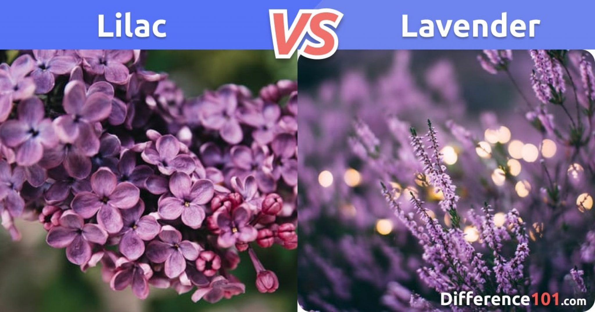 Lilac vs. Lavender: Differences, Pros & Cons, Similarities ...