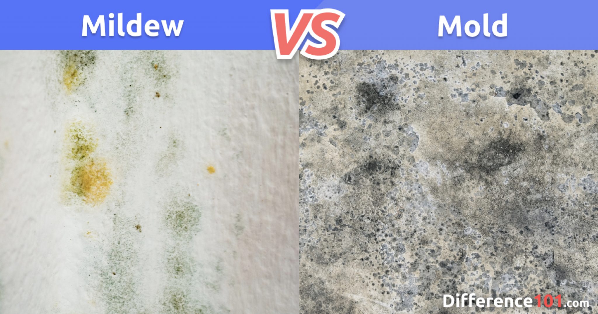 Mildew vs. Mold Differences, Similarities, Pros & Cons Difference 101