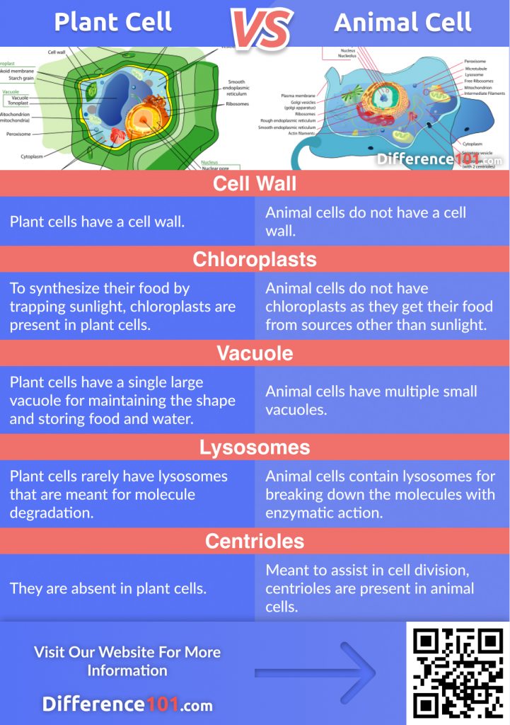 Plant Cell vs. Animal Cell: 5 Key Differences ~ Difference 101