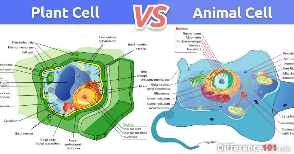 Plant Cell vs. Animal Cell: 5 Key Differences ~ Difference 101