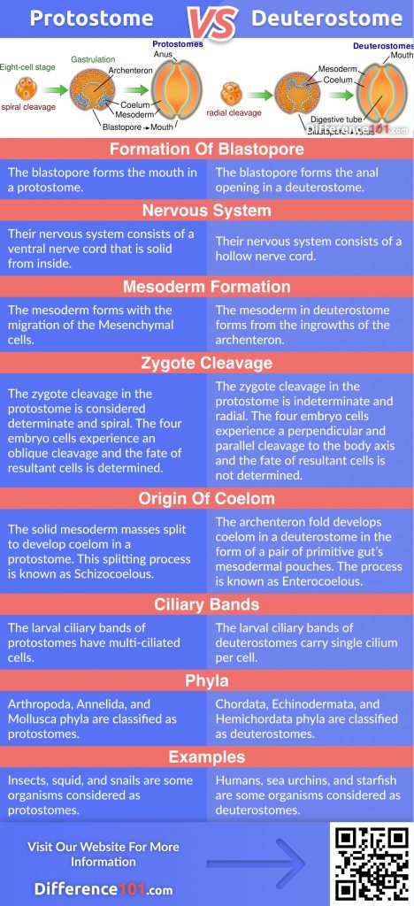 Protostome vs. Deuterostome: Let’s discover their differences, similarities, examples, and answer some of the most frequently asked questions (FAQ) about Protostome and Deuterostome