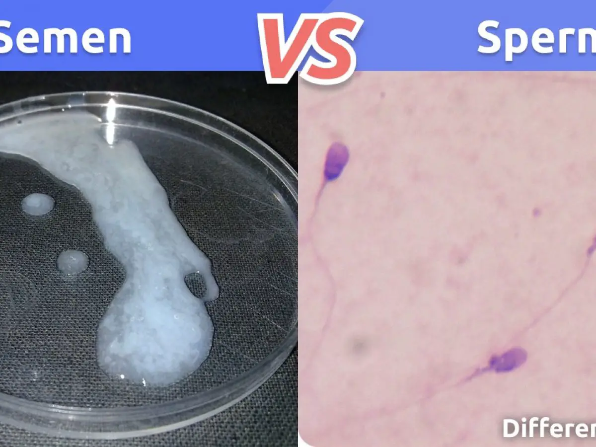 Semen vs. Sperm: Key Differences and FAQ Difference 101.