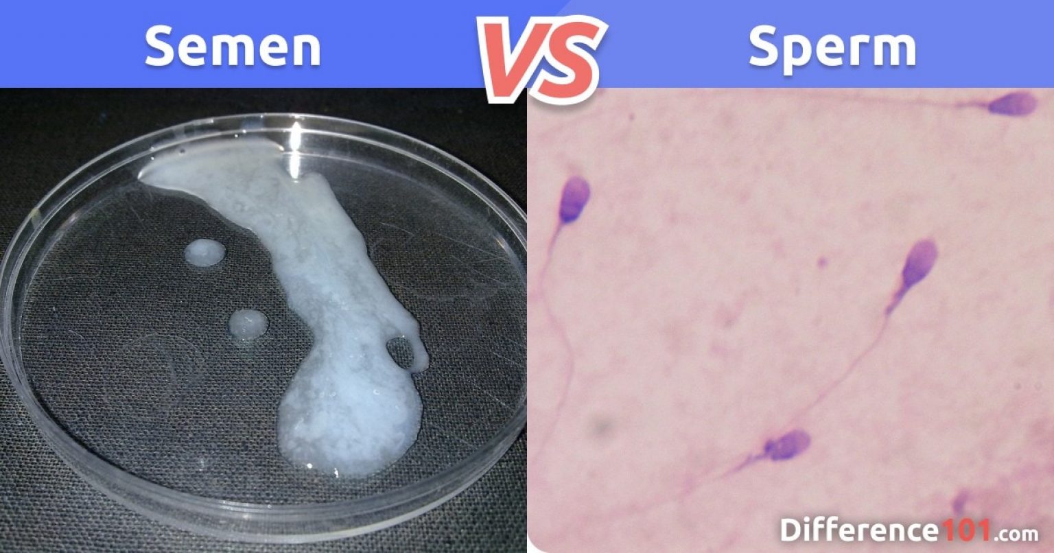 Difference between sperm and embryo - Erotic Pix Female damage anal sex