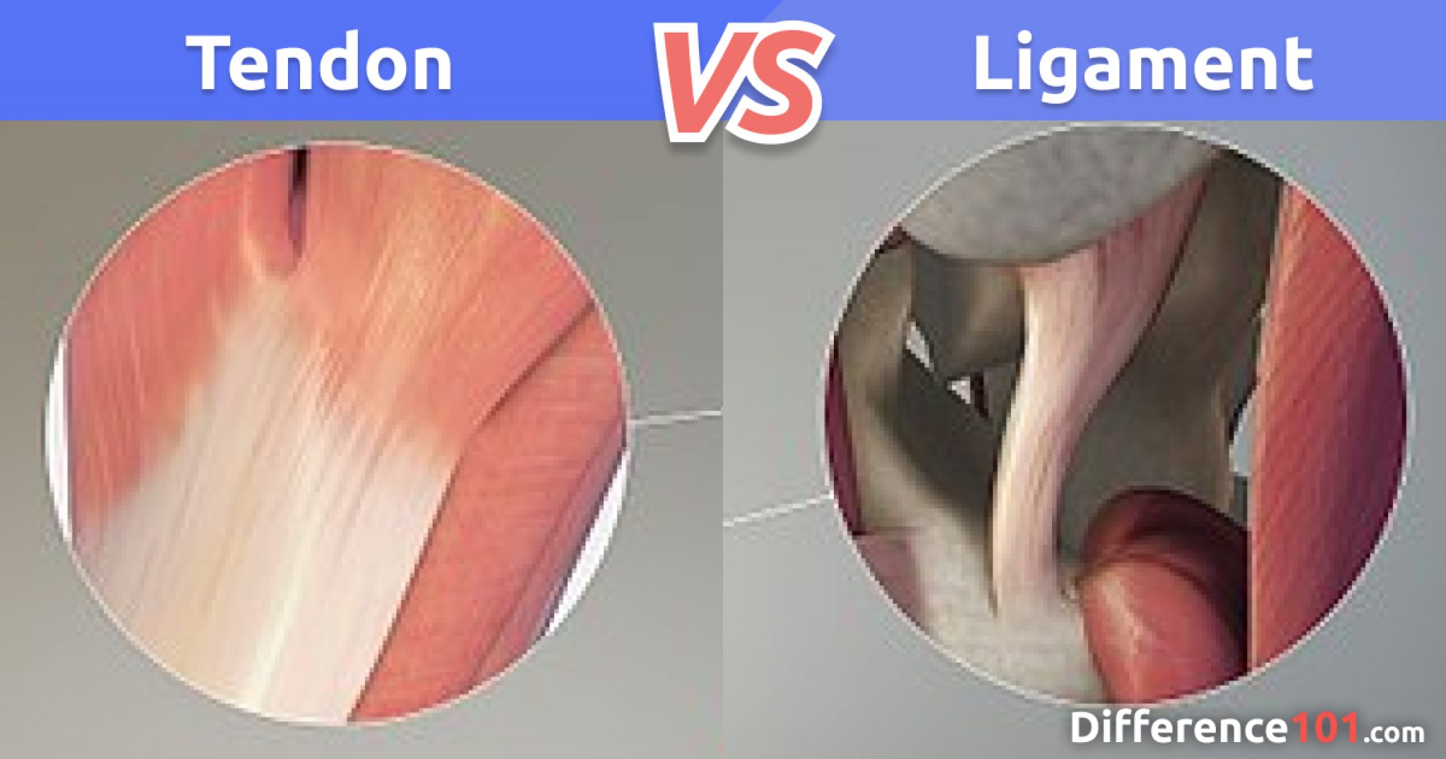 Tendon Vs Ligament Differences And Similarities Difference 101 tendon-vs-ligament-differences-and-similarities-difference-101