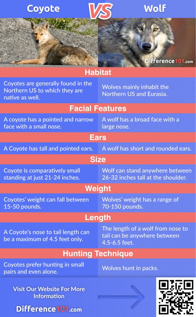 Coyote vs. Wolf: In This Article We Will Discover The Key Differences Between Coyote and Wolf, Their Similarities, Pros and Cons, And Answer Some Of The Frequently Asked Questions (FAQ)