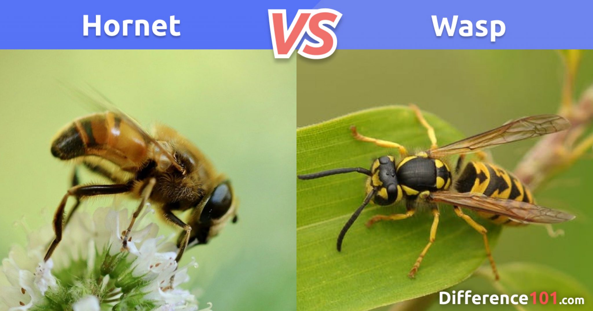 Hornet vs. Wasp: Key Differences, Pros & Cons, FAQ ~ Difference 101