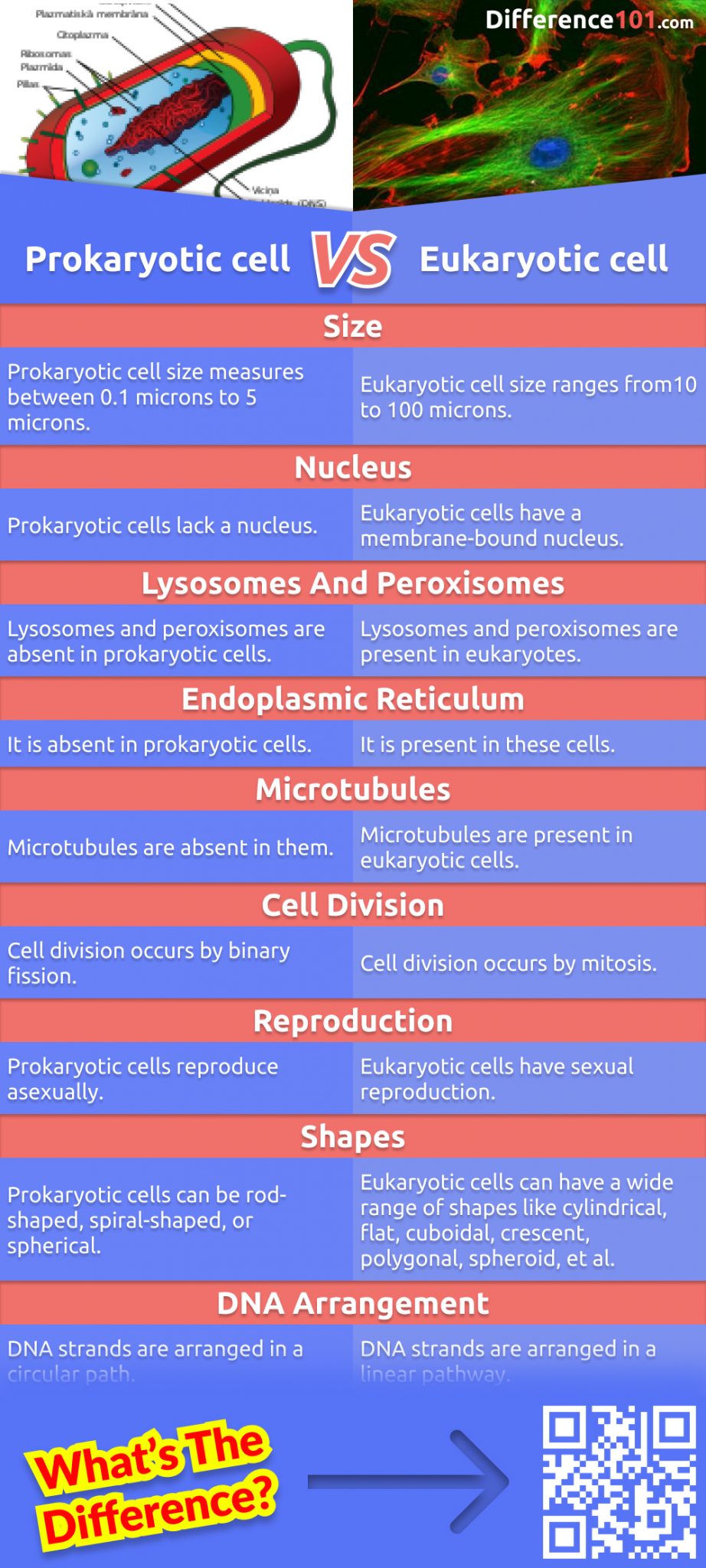 What39s The Difference Between Prokaryotic And Eukaryotic Difference